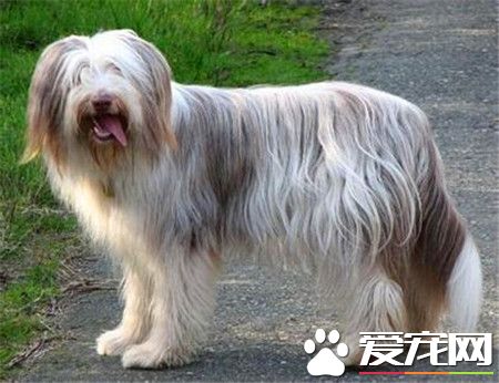 古代长须牧羊犬的价格 价格大约为1000到3000元