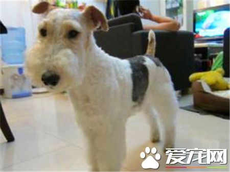 刚毛猎狐梗怎么养 切记不能给狗狗喝牛奶