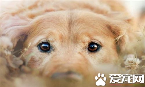 金毛寻回犬饲养要点 不要数日不换陈水