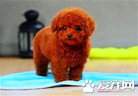 贵宾犬跟泰迪的区别 怎样区别泰迪犬与贵宾犬