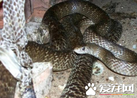 王锦蛇好养吗 幼年王锦蛇的饲养时很困难