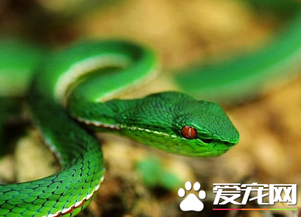 翠青蛇冬眠 翠青蛇冬眠需要注意的地方