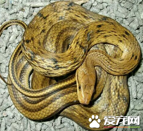 王锦蛇价格 具体要看多大来决定其价格