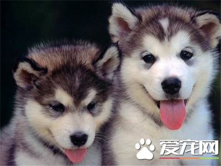 哈士奇成年犬价格 哈士奇成犬价格在1000左右