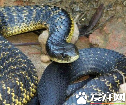 王锦蛇寿命 王锦蛇寿命一般10年左右