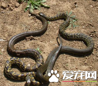 王锦蛇喜欢吃什么 人工养蛇饲料最好的是鹌鹑