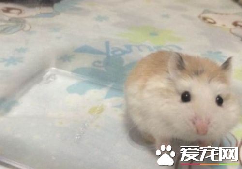 西施熊繁殖 西施熊繁殖不能吃什么呢