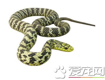 王锦蛇价格 具体要看多大来决定其价格