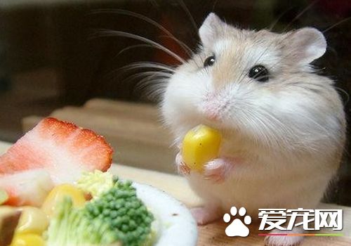 黑线仓鼠多少钱 价格一般在5到100元之间