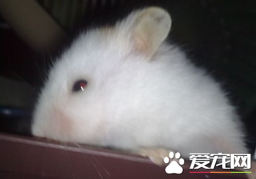 白熊仓鼠价格 白熊仓鼠价格就在35到50元之间