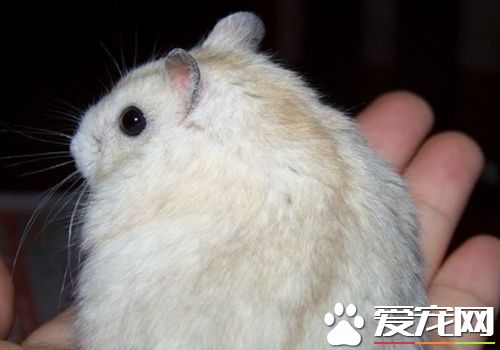 琥珀仓鼠多少钱 一般都是在15到20元之间