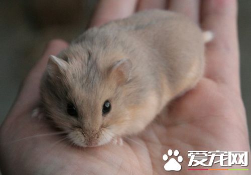 紫衣仓鼠多少钱 一般15到25元就可以买到