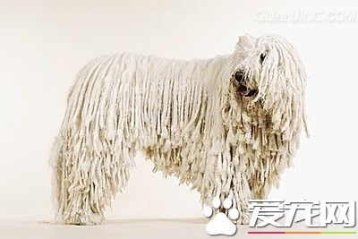 可蒙犬如何饲养 可蒙犬每天喝多少水