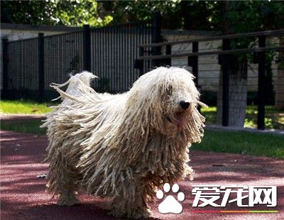 可蒙犬怎么养 洋葱是绝对不可以喂给狗吃的