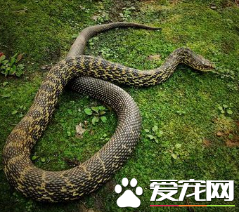 王锦蛇价格 具体要看多大来决定其价格