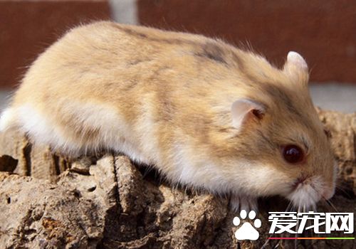 花斑仓鼠价格 花斑仓鼠价格在15元左右