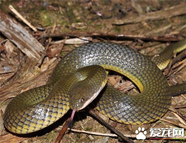 中国水蛇价格是多少 价格因各地市场略有不同