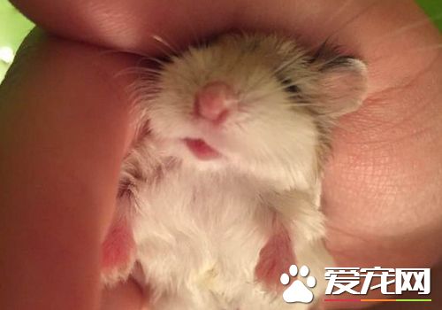 老婆婆仓鼠多少钱 价格大约在六十块左右