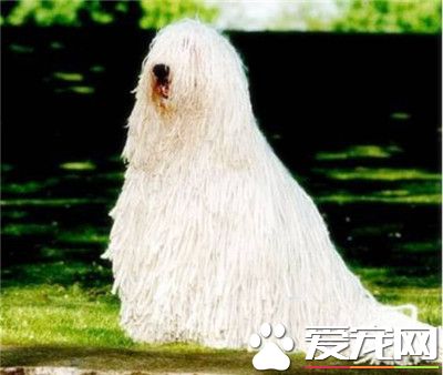 可蒙犬大概多少钱 一般价格在1000到2500之间