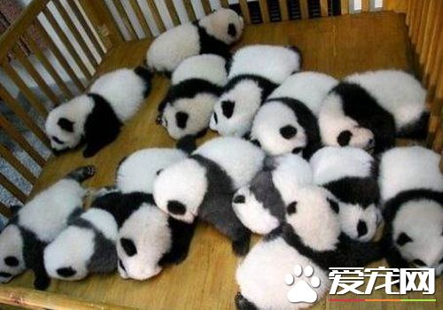 熊猫仓鼠多少钱 熊猫仓鼠挑选七要项