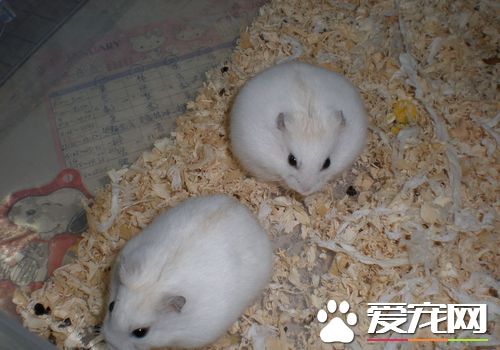 金狐仓鼠好养吗 金狐仓鼠就是好养活的仓鼠