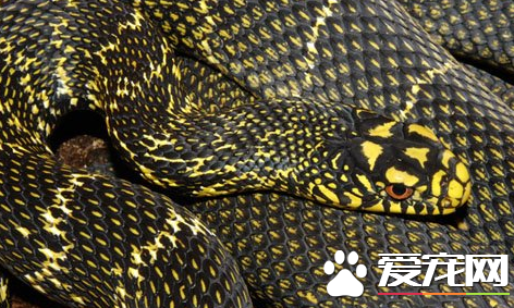 王锦蛇的生活习性 对环境温度非常敏感
