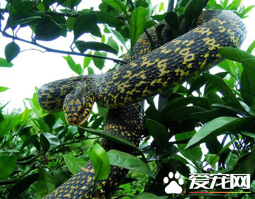 王锦蛇饲养 王锦蛇饲养需要注意哪些方面