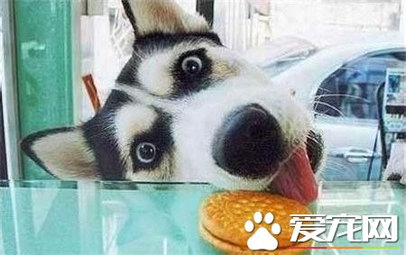 哈士奇成年犬价格 哈士奇成犬价格在1000左右