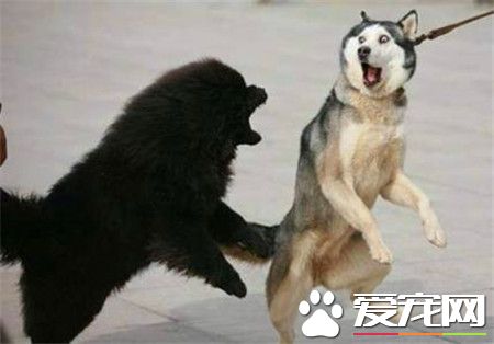 哈士奇成年犬价格 哈士奇成犬价格在1000左右