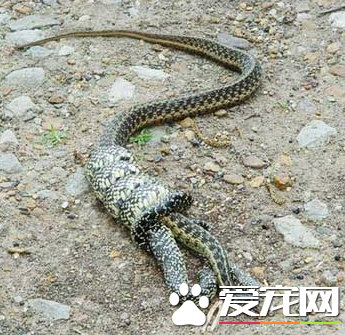 王锦蛇怎么养 最适宜的饲养温度为23到28度