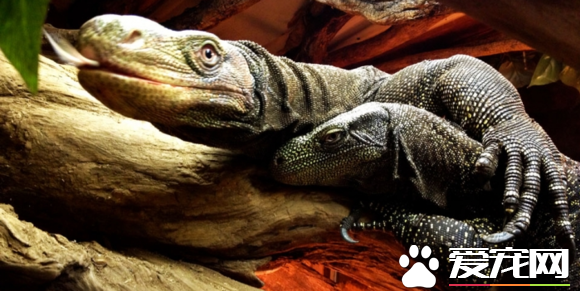 萨氏巨蜥可以养吗 萨氏巨蜥的饲养难度颇高