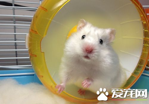 三线仓鼠多少钱一只 10块以内都能买到