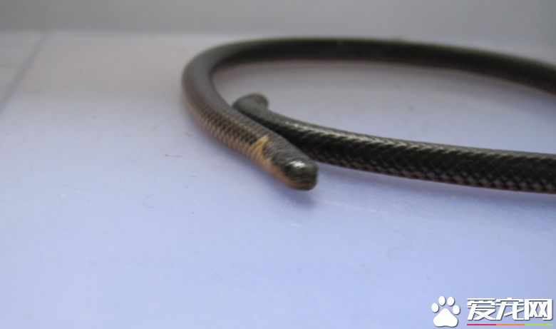 钝尾两头蛇有什么价值 具有较大的研究价值