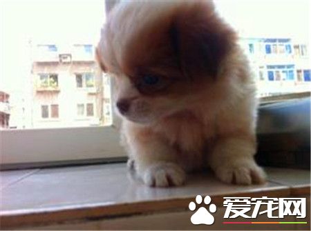 蝴蝶犬怎么挑选 蝴蝶犬挑选技巧有哪些
