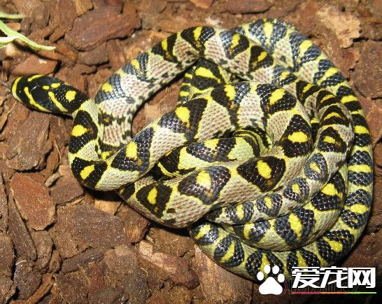 玉斑锦蛇价格 玉斑锦蛇价格在20元左右
