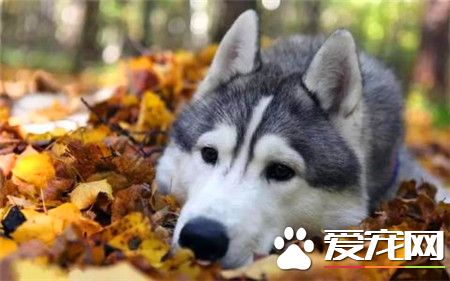 哈士奇能活多大 常见的哈士奇寿命是9到12年