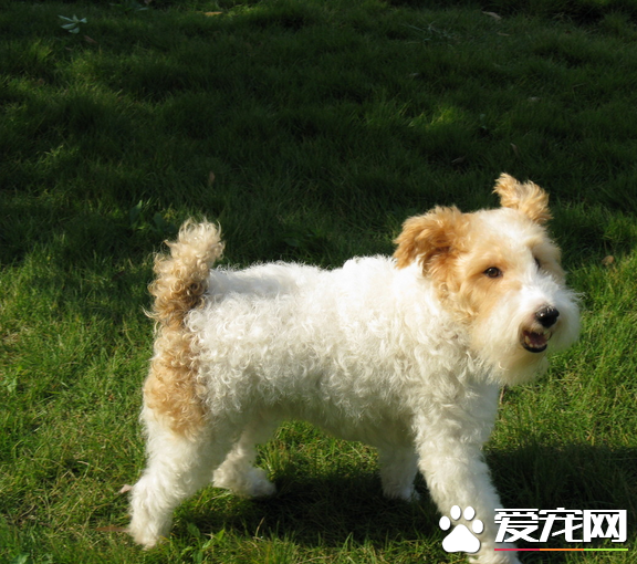 刚毛猎狐梗成犬高度 体长不应该超过12英寸