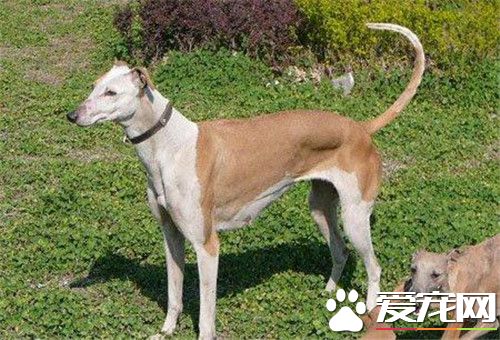 惠比特长多大 成犬肩高应48到55厘米之间