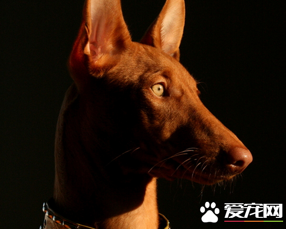 法老王猎犬有什么用 法老王猎犬可以狩猎