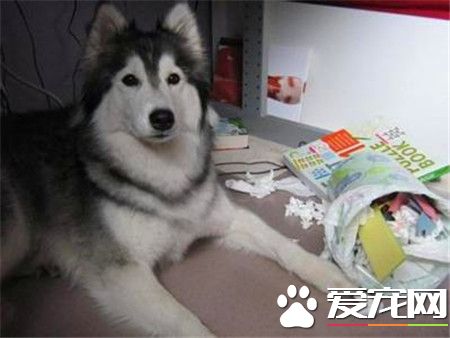 哈士奇犬细小病毒 哈士奇犬细小病毒如何防治