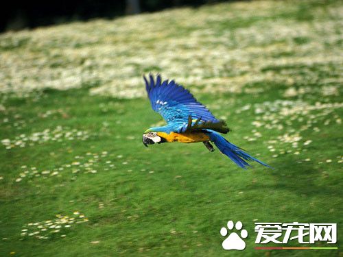 蓝黄金刚鹦鹉脸上长红点 咬毛症的介绍及防治