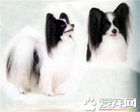 蝴蝶犬能吃什么 蝴蝶犬吃什么狗粮好