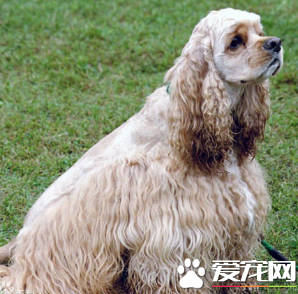 美国可卡犬智商怎么样 可卡犬智商是比较高的