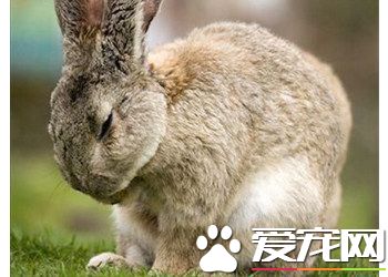 巨型花明兔多少钱一只 大约在500至1500元