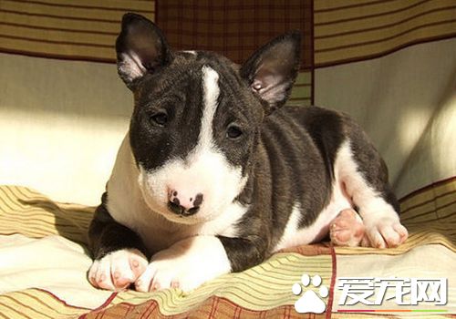 迷你牛头梗幼犬怎么喂 每天需要喂食3到4顿