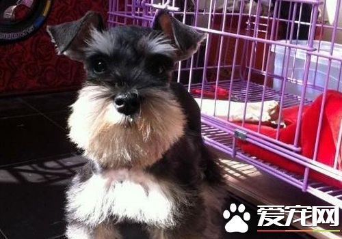 迷你雪纳瑞成年怎么喂 雪纳瑞饮食注意事项