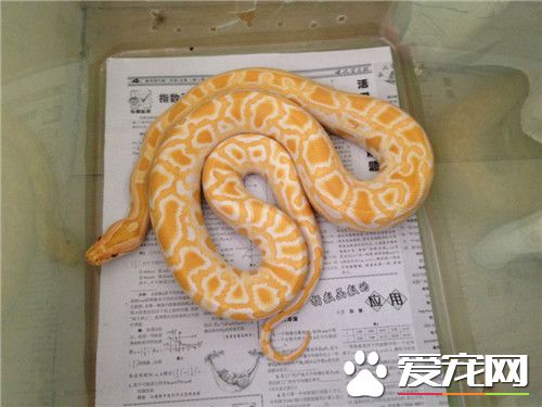 在哪可以买到黄金蟒 属于国家保护动物禁止买卖