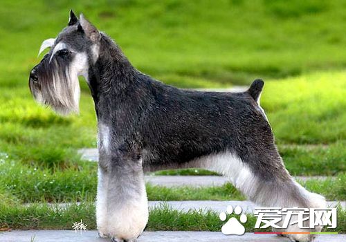 迷你雪纳瑞的训练 最好的办法是经常地夸奖和抚摸