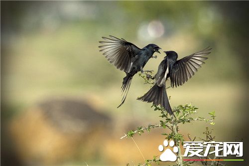 黑卷尾的叫声 黑卷尾鸣声噪杂而粗糙