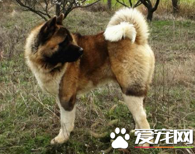 美系秋田犬价格 美系秋田犬多少钱一只